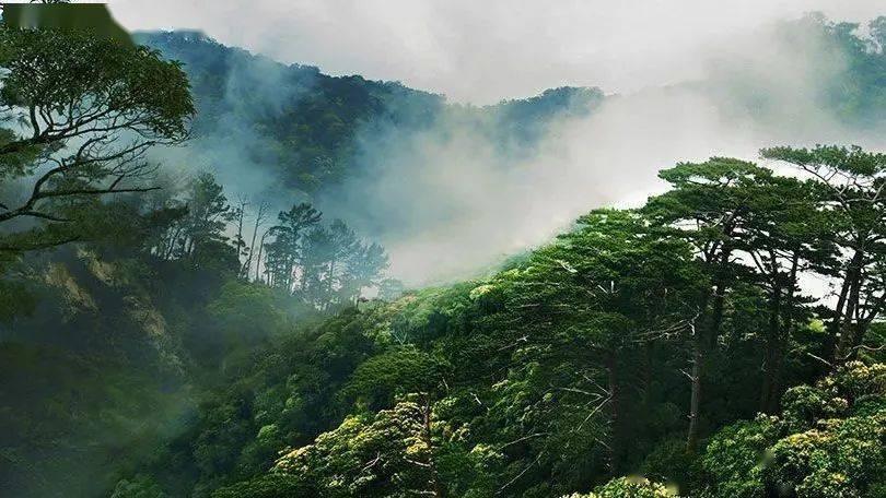 冷知识分享平台-牙龈出血可以吃三七粉吗,揭秘生活中的冷门知识